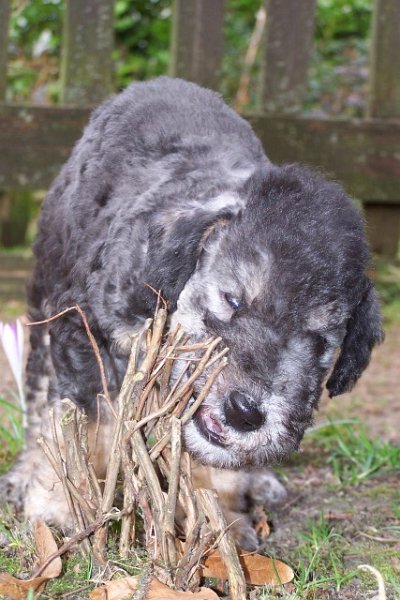 Ar-cen-ciel Arlequin 24.02 (22).JPG